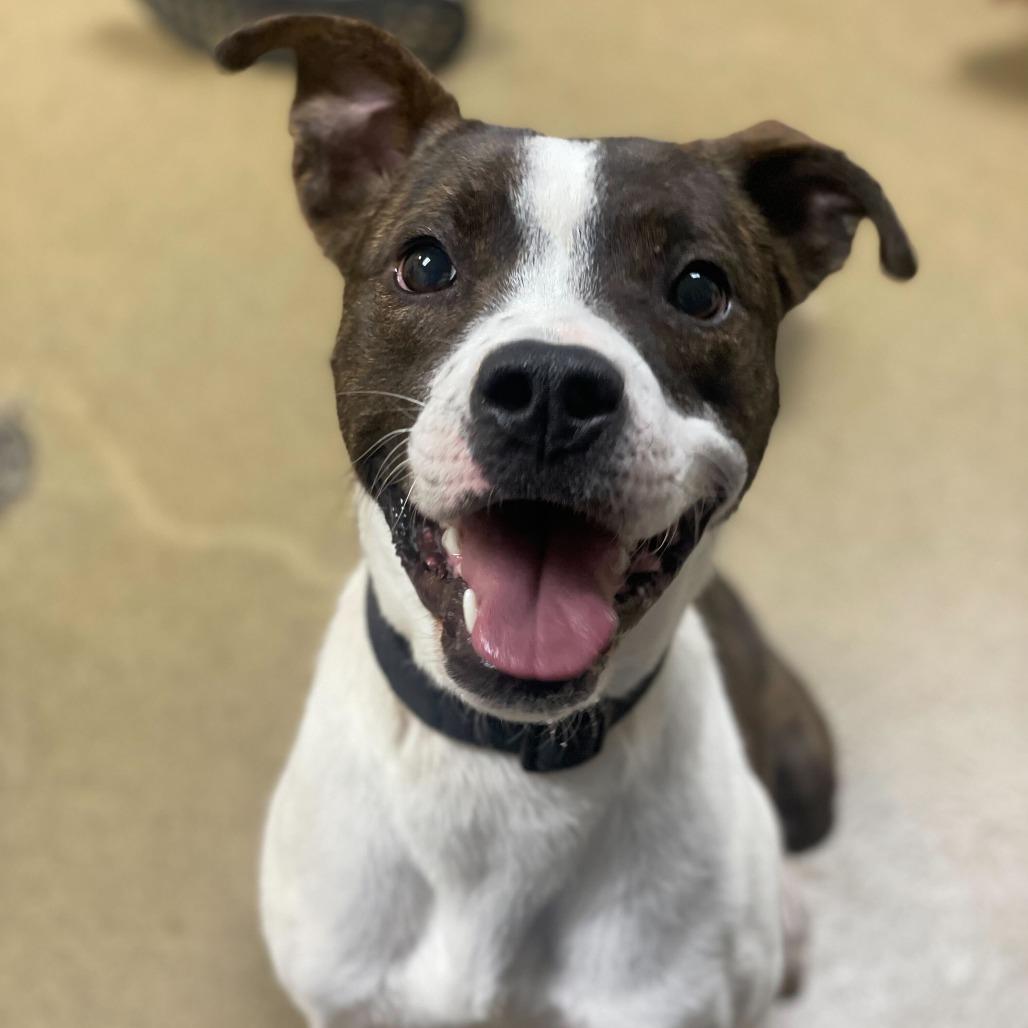 Debo, Adoptable, Young Male Pit Bull Terrier & Mixed Breed.