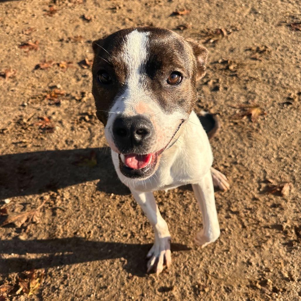 Enlarge Debo, a Adoptable mixed breed in Riverside, CA image 2/6