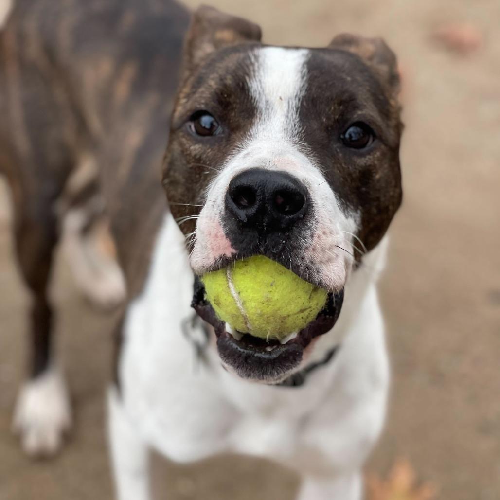 Enlarge Debo, a Adoptable mixed breed in Riverside, CA image 3/6
