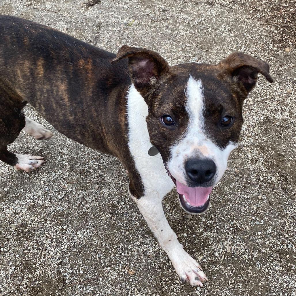 Enlarge Debo, a Adoptable mixed breed in Riverside, CA image 4/6