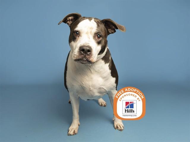 THEA, Adoptable, Adult Female Pit Bull Terrier.