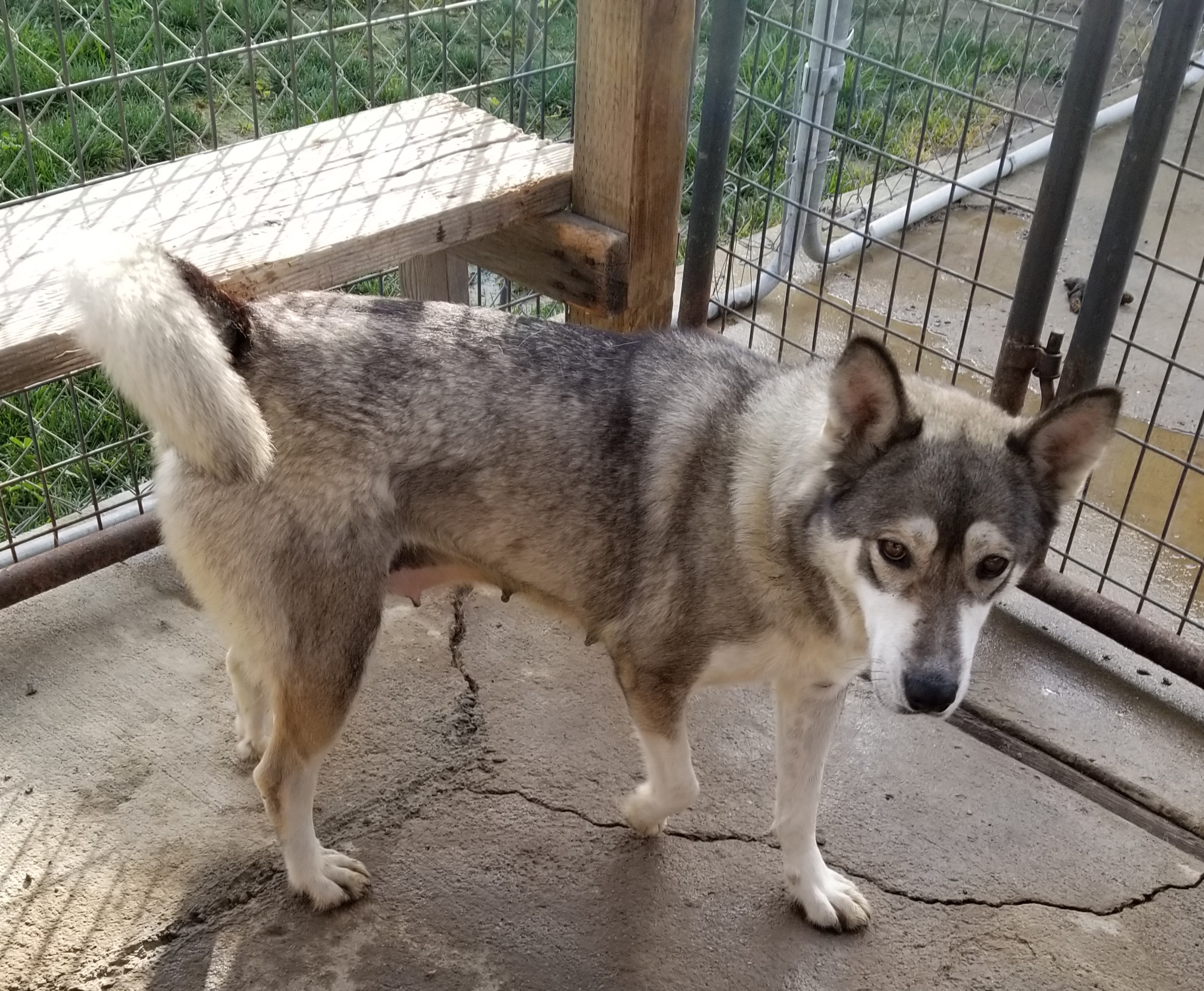 Nyah, Adoptable, Young Female Husky.