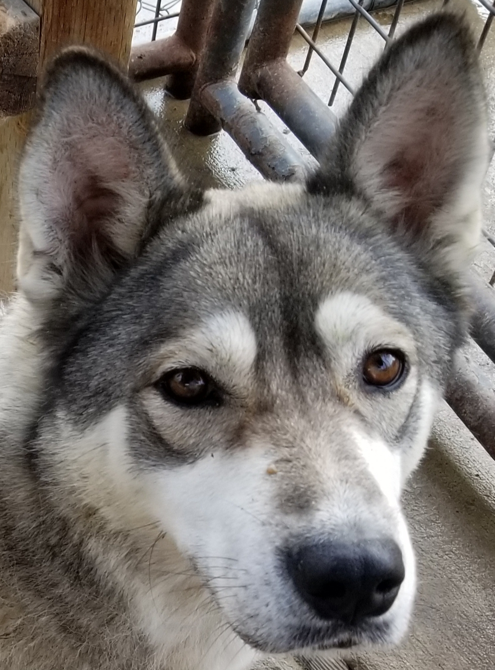 Nyah, Adoptable, Young Female Husky.