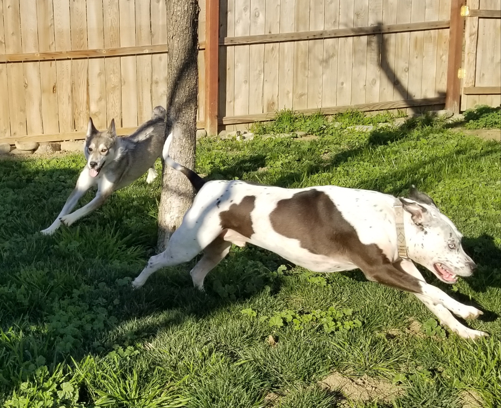 Nyah, a Adoptable Husky image 4/10