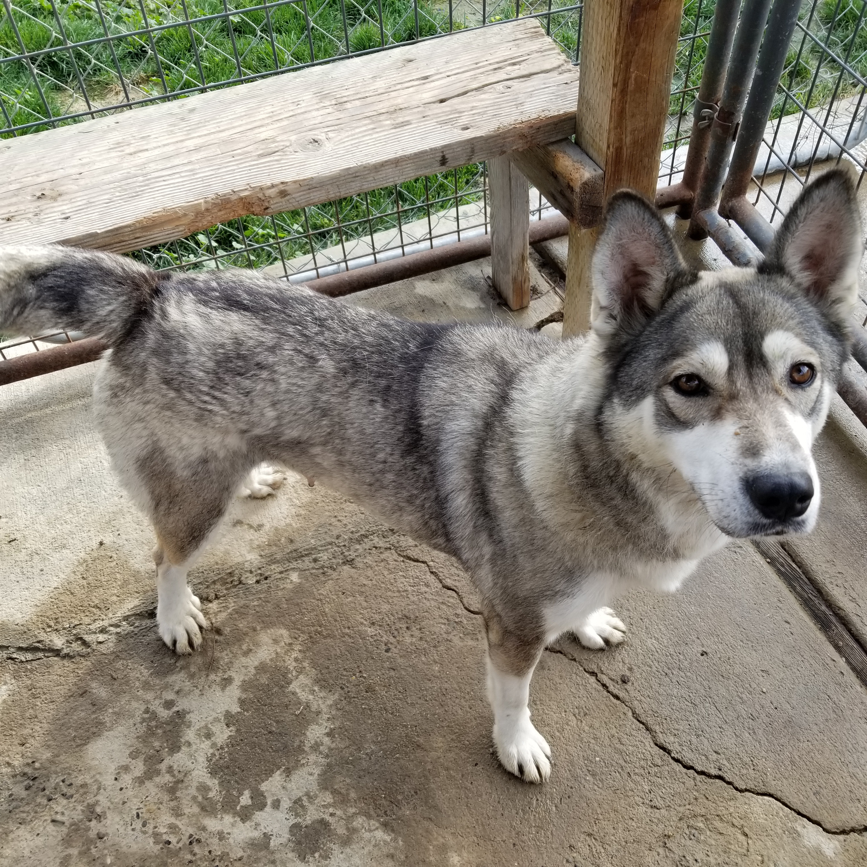 Nyah, a Adoptable Husky image 5/10