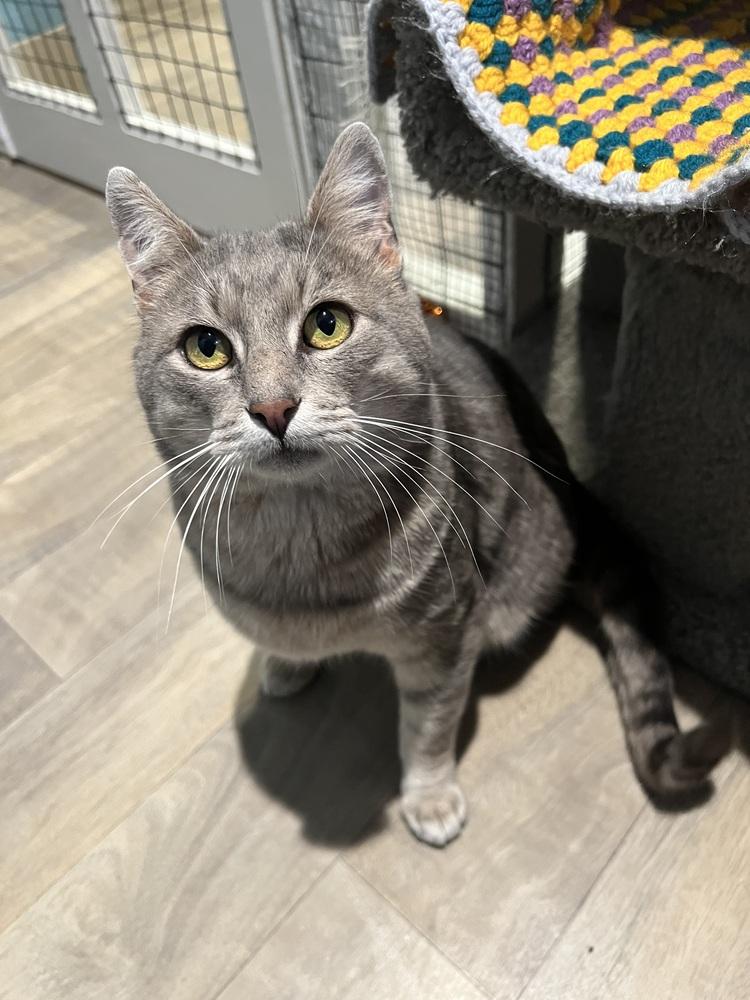 Enlarge Wrangler, a Adoptable mixed breed in Vancouver, WA image 2/6