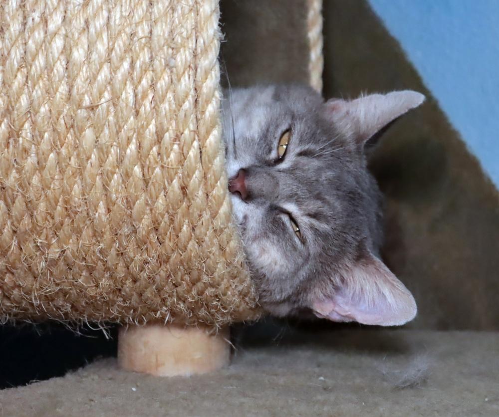 Enlarge Wrangler, a Adoptable mixed breed in Vancouver, WA image 3/6