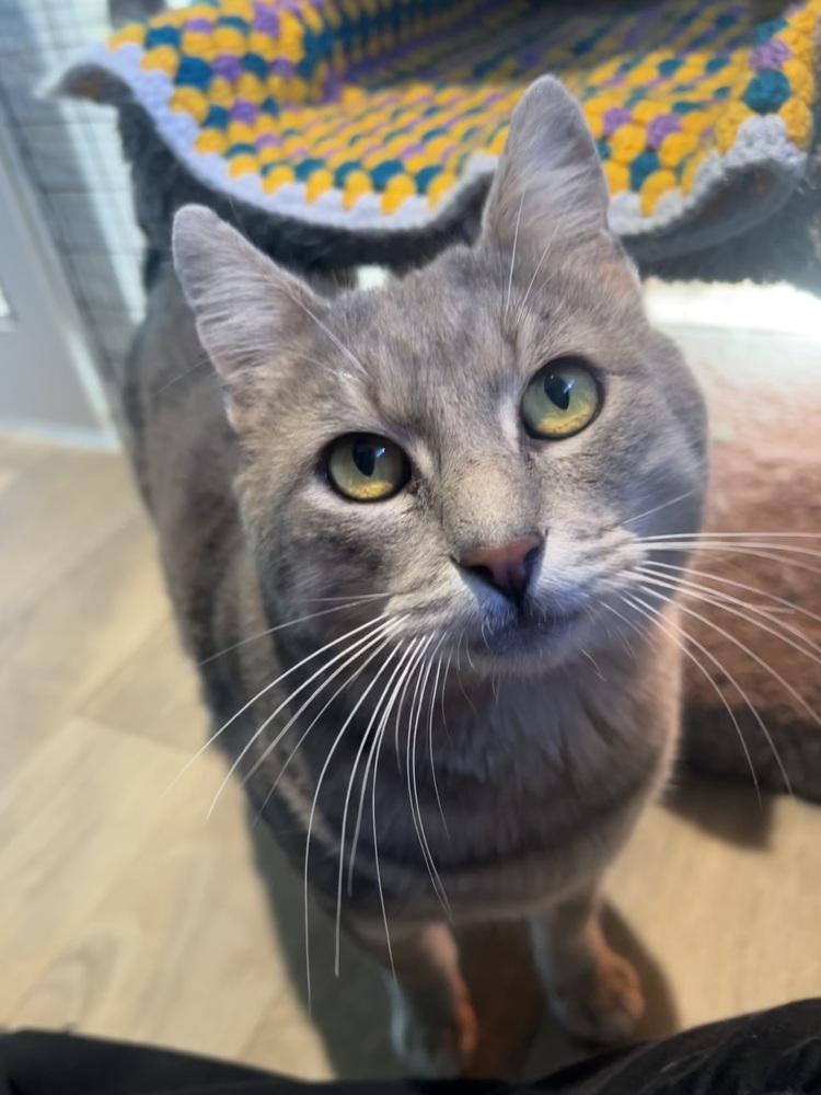 Wrangler, Adoptable, Adult Male Domestic Short Hair.