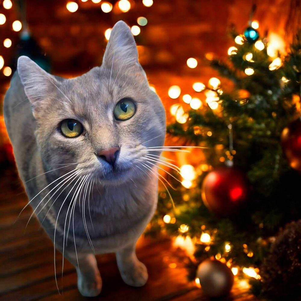 Enlarge Wrangler, a Adoptable mixed breed in Vancouver, WA image 5/6