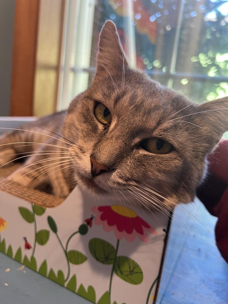 Enlarge Wrangler, a Adoptable mixed breed in Vancouver, WA image 6/6