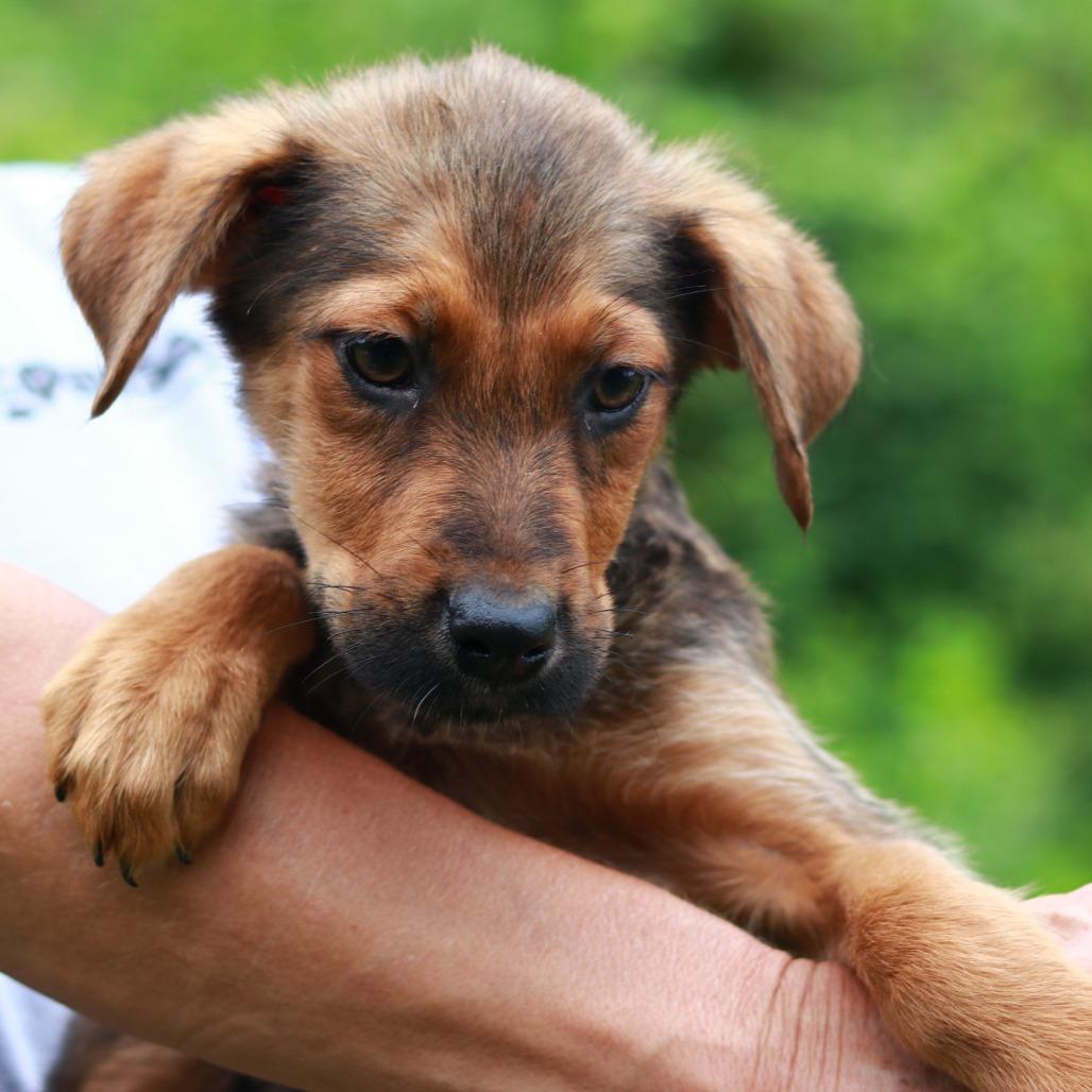 CT Banquet, Adoptable, Puppy Male German Shepherd Dog & Labrador Retriever.