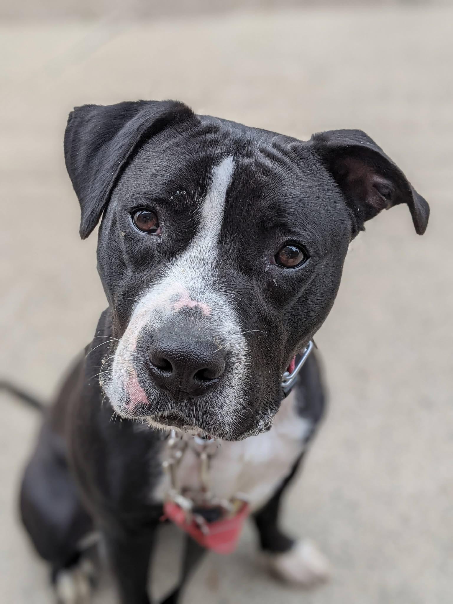 Enlarge Dunkaroo, a Adoptable mixed breed in Buffalo, NY image 6/6
