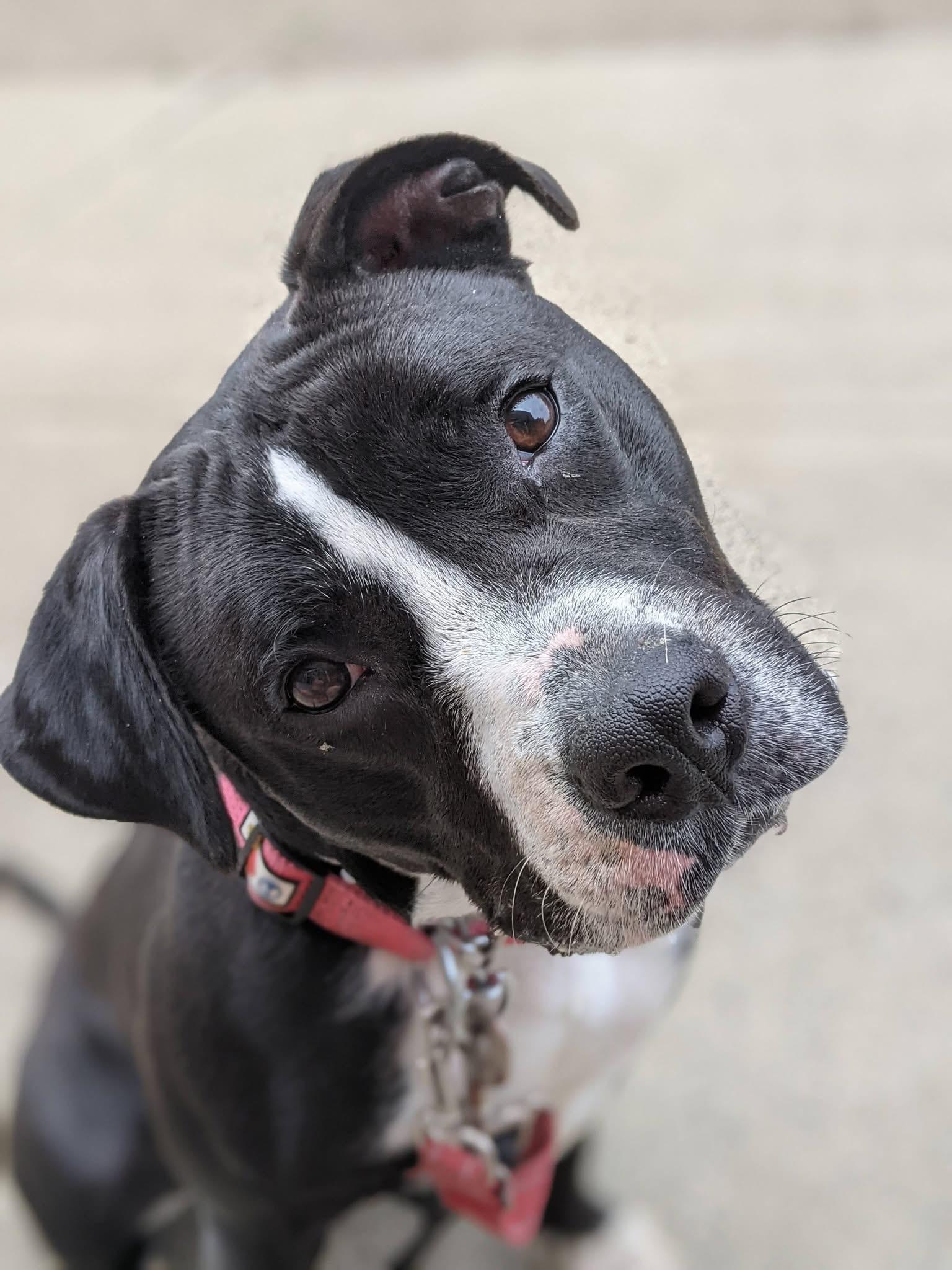 Enlarge Dunkaroo, a Adoptable mixed breed in Buffalo, NY image 1/6