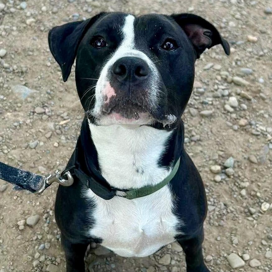 Dunkaroo, ADOPTABLE, Young Female Pit Bull Terrier.