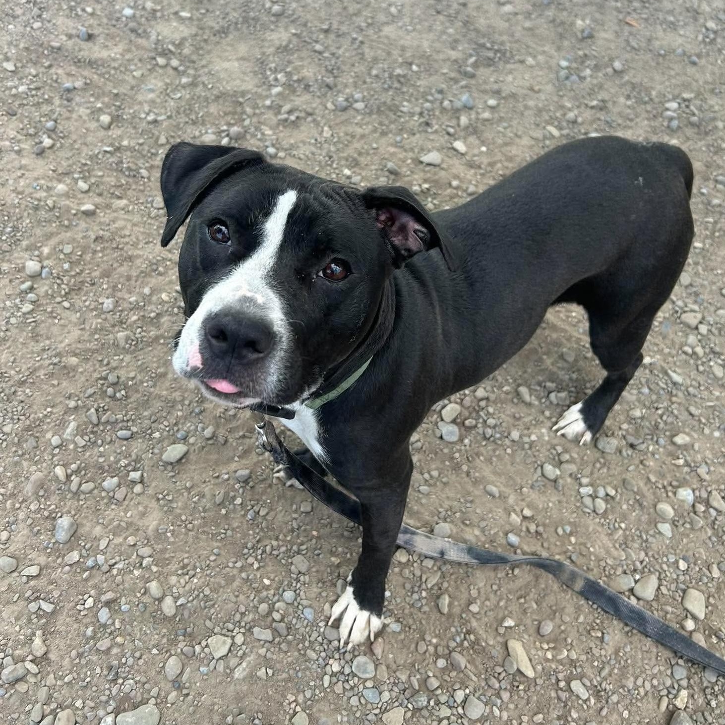 Dunkaroo, a ADOPTABLE mixed breed in Buffalo, NY image 2/5