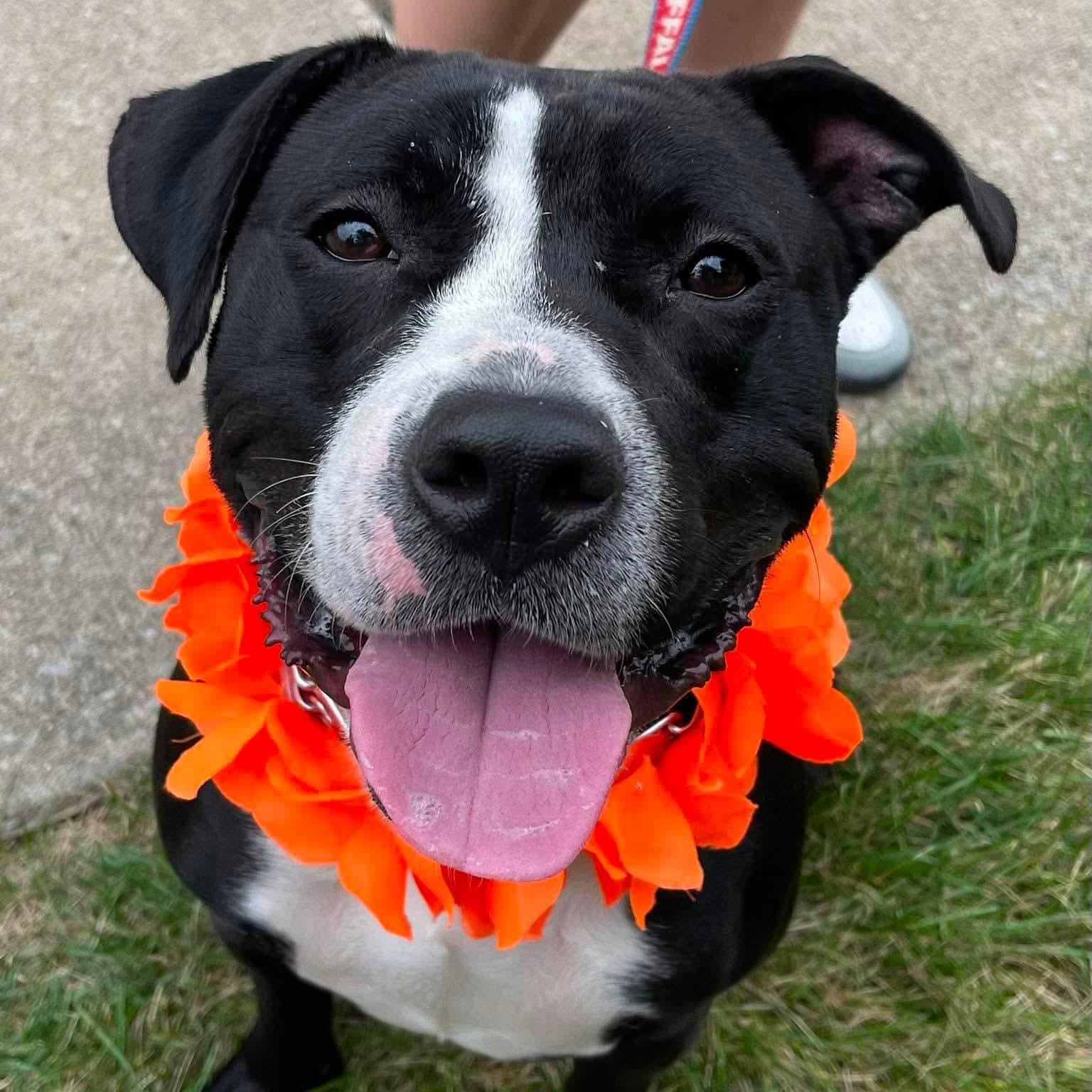 Enlarge Dunkaroo, a ADOPTABLE mixed breed in Buffalo, NY image 1/6