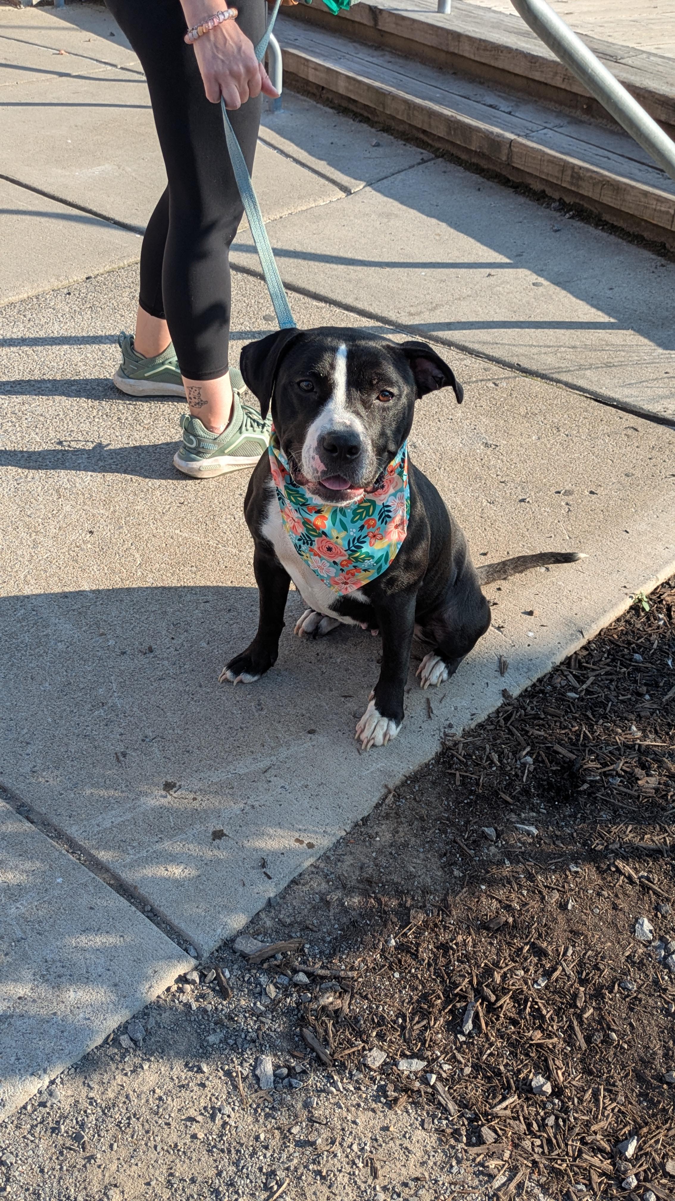 Dunkaroo, a ADOPTABLE mixed breed in Buffalo, NY image 4/5