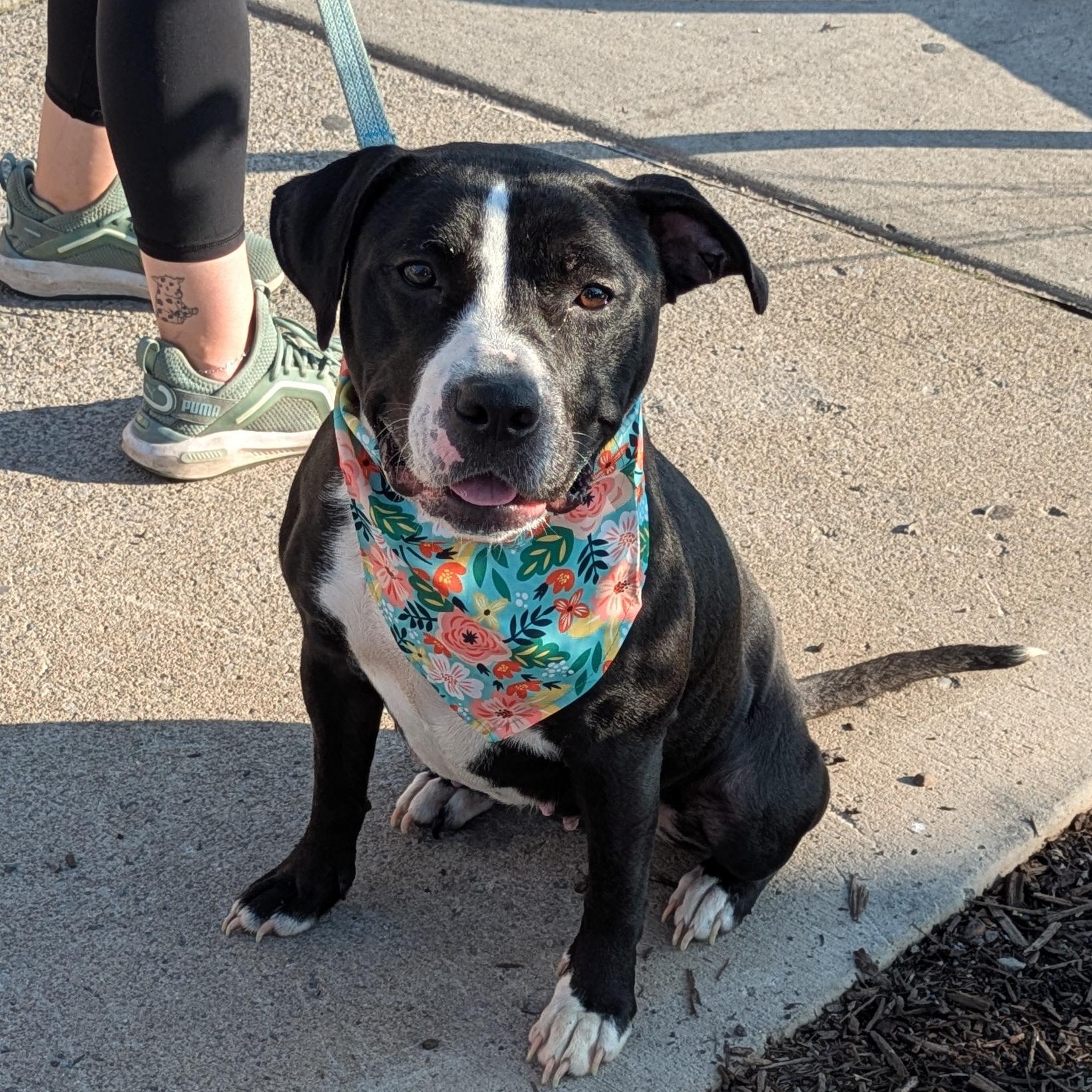 Enlarge Dunkaroo, a Adoptable mixed breed in Buffalo, NY image 5/6