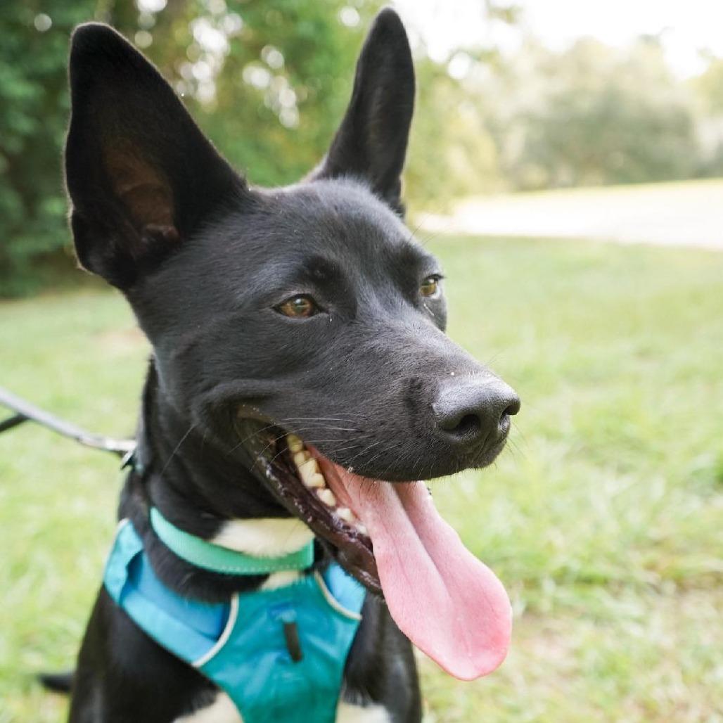 Moses, a Adoptable mixed breed in Houston, TX image 1/6