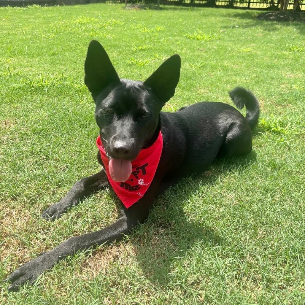Moses, Adoptable, Adult Male Labrador Retriever & German Shepherd Dog.