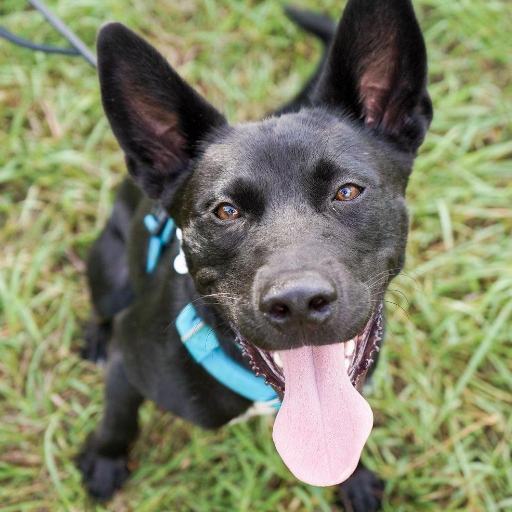 Moses, a Adoptable mixed breed in Houston, TX image 3/6