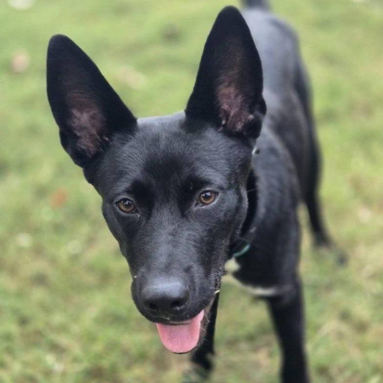 Moses, a Adoptable mixed breed in Houston, TX image 3/6