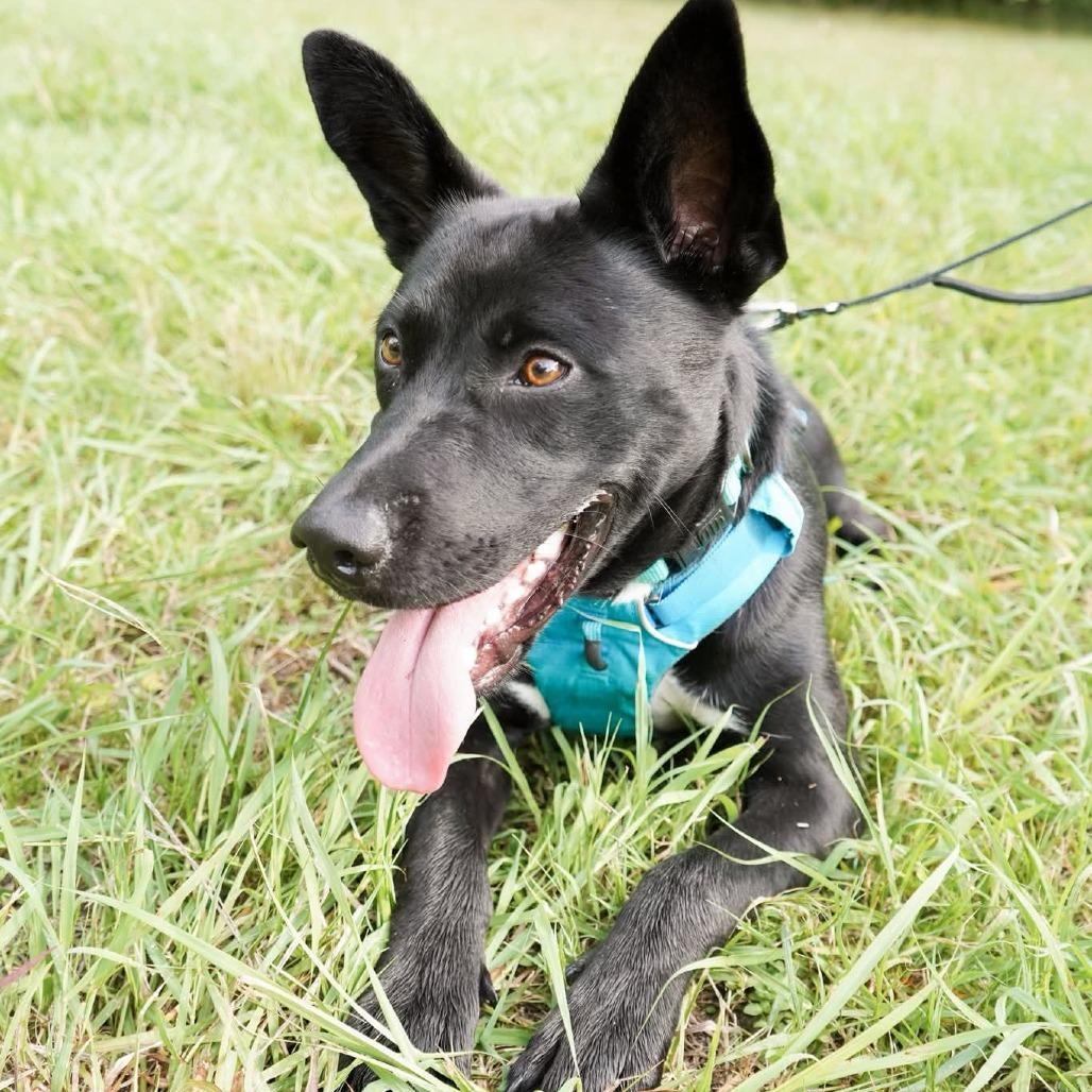 Enlarge Moses, a Adoptable mixed breed in Houston, TX image 3/6