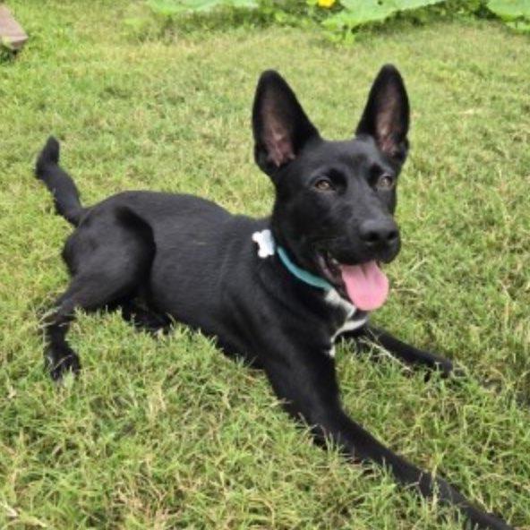 Enlarge Moses, a Adoptable mixed breed in Houston, TX image 5/6