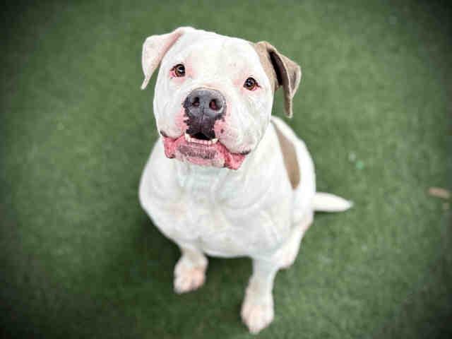 Enlarge BAKI, a Adoptable mixed breed in Bonita, CA image 1/1