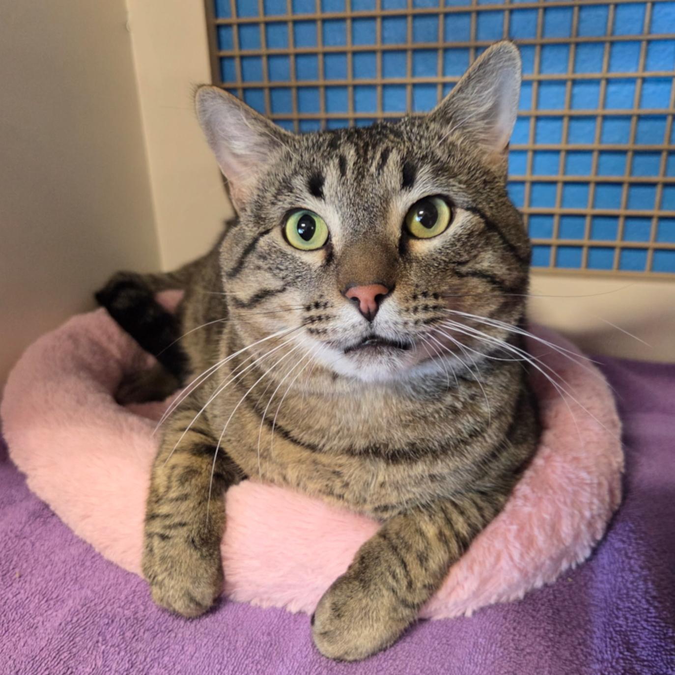 Enlarge Theodore (Theo), a ADOPTABLE Tabby in Albuquerque, NM image 1/5
