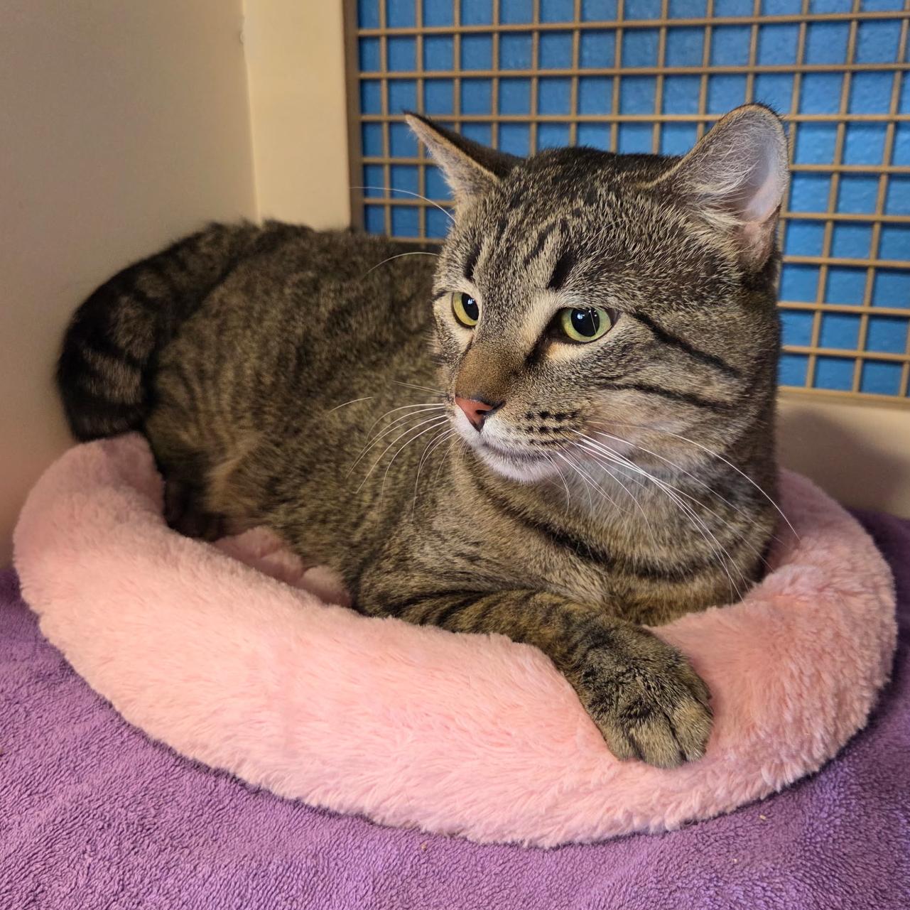 Enlarge Theodore (Theo), a ADOPTABLE Tabby in Albuquerque, NM image 4/5