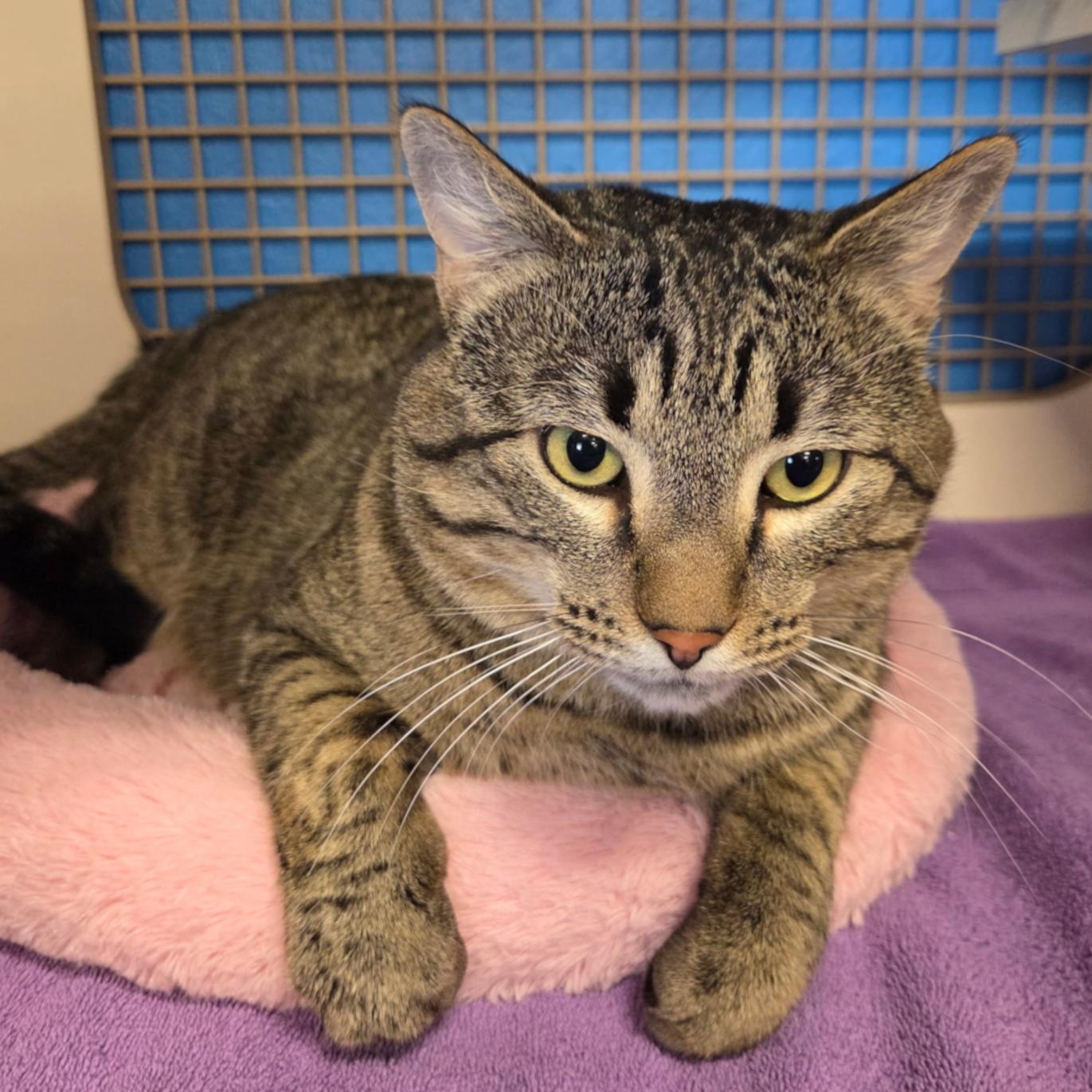 Enlarge Theodore (Theo), a ADOPTABLE Tabby in Albuquerque, NM image 3/5
