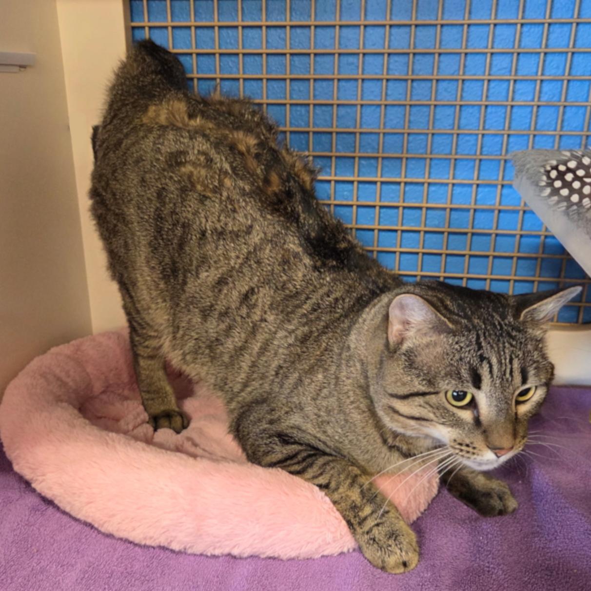 Enlarge Theodore (Theo), a ADOPTABLE Tabby in Albuquerque, NM image 5/5