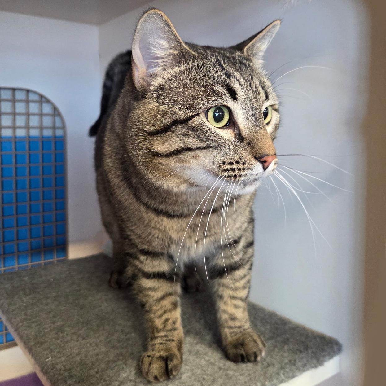 Enlarge Theodore (Theo), a ADOPTABLE Tabby in Albuquerque, NM image 2/5