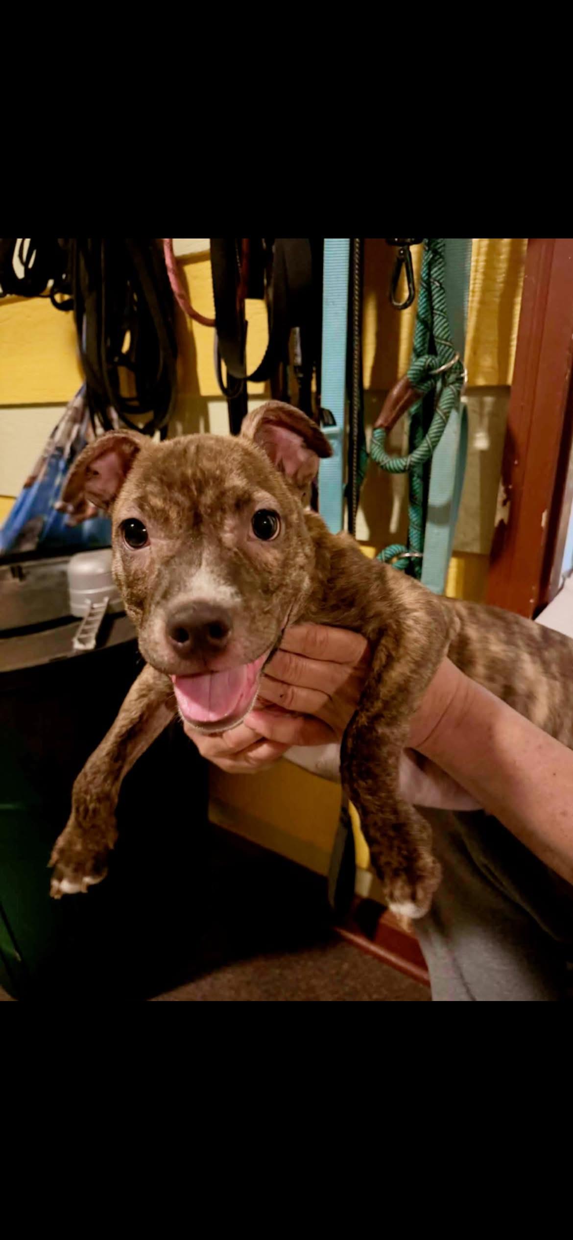 Lucky, ADOPTABLE, Young Male Staffordshire Bull Terrier.