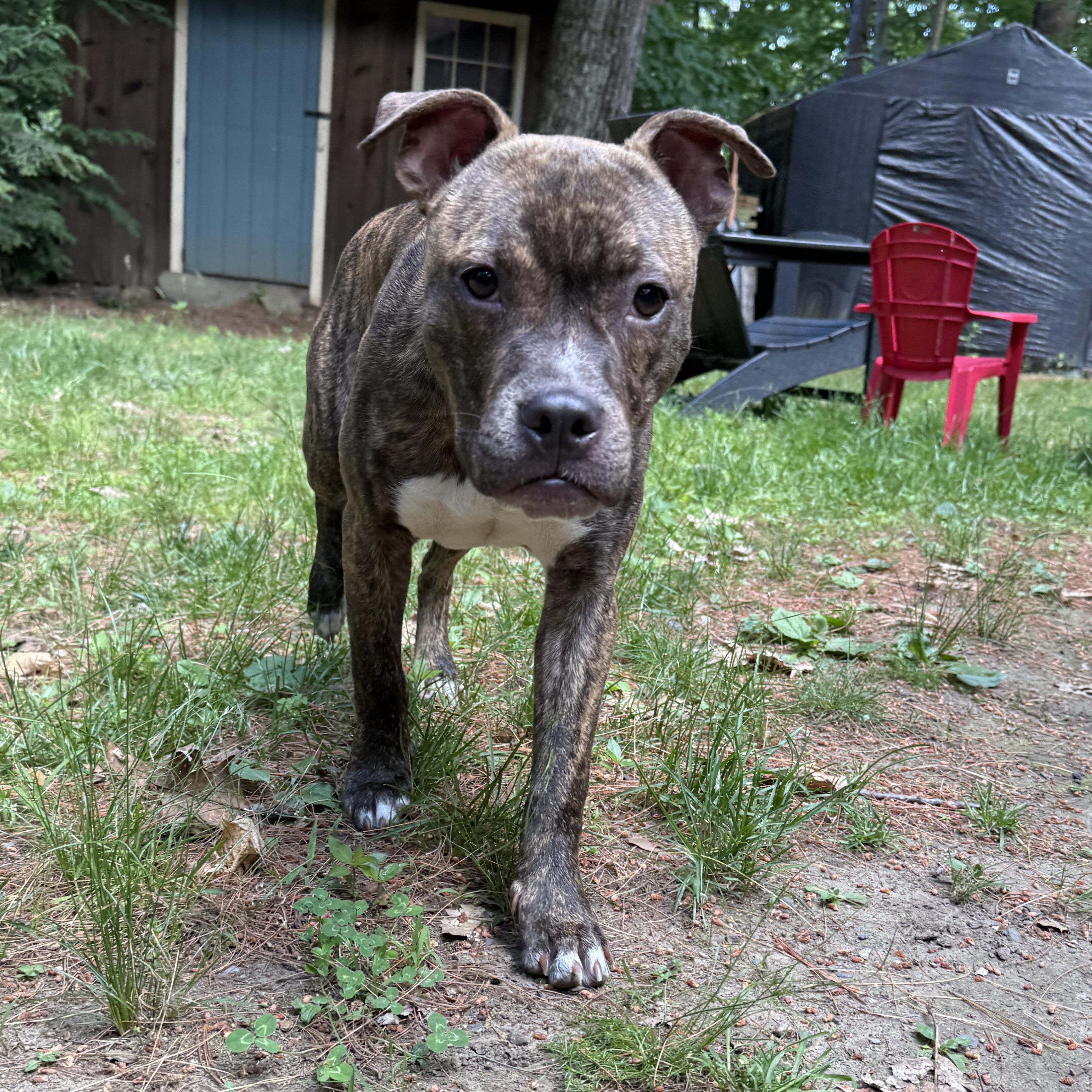Enlarge Lucky, an adopted mixed breed in North Dighton, MA image 1/3