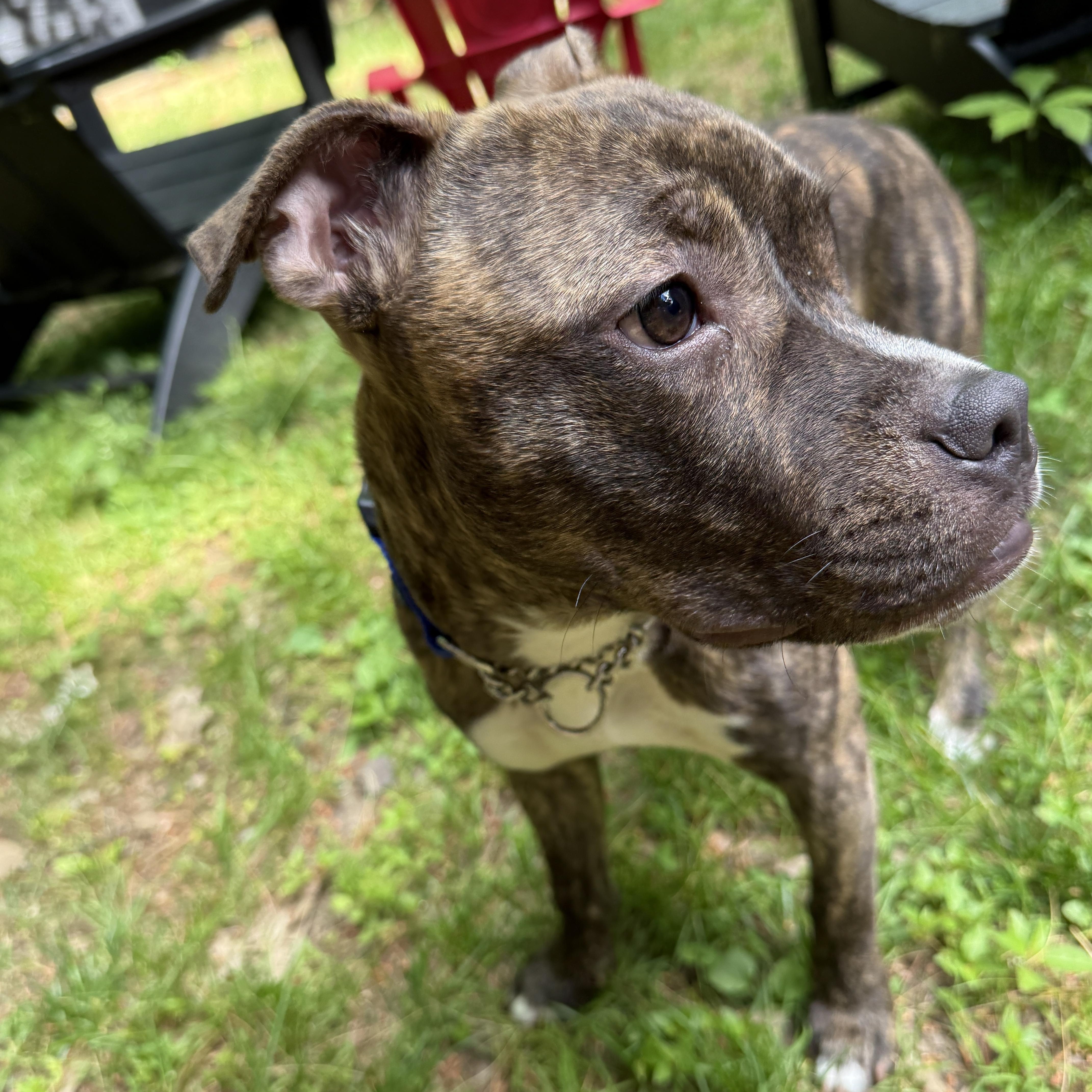 Enlarge Lucky, an adopted mixed breed in North Dighton, MA image 2/3