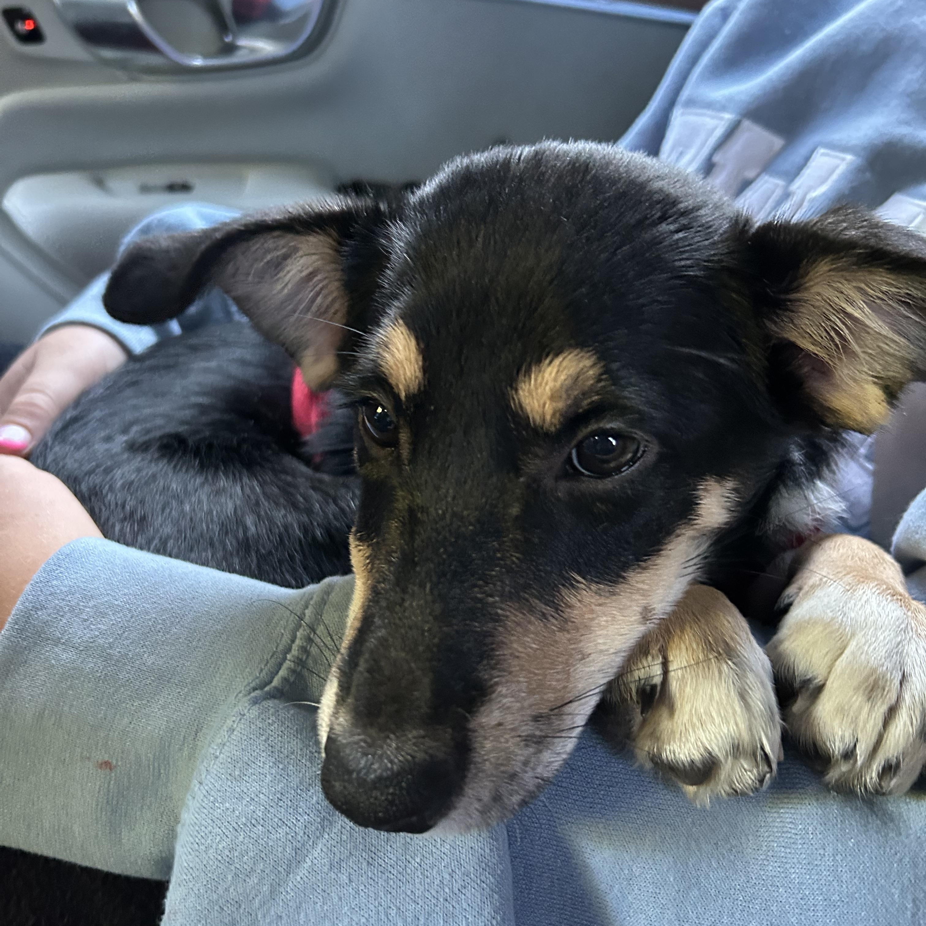 Jasmine (AKA Frankie), Adoptable, Puppy Female Australian Kelpie & Collie.
