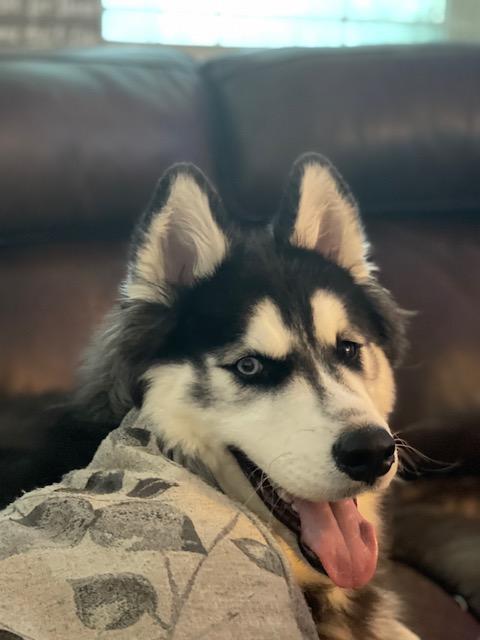 Enlarge Ruffian, a Adopted Siberian Husky in Cottonwood Heights, UT image 1/6