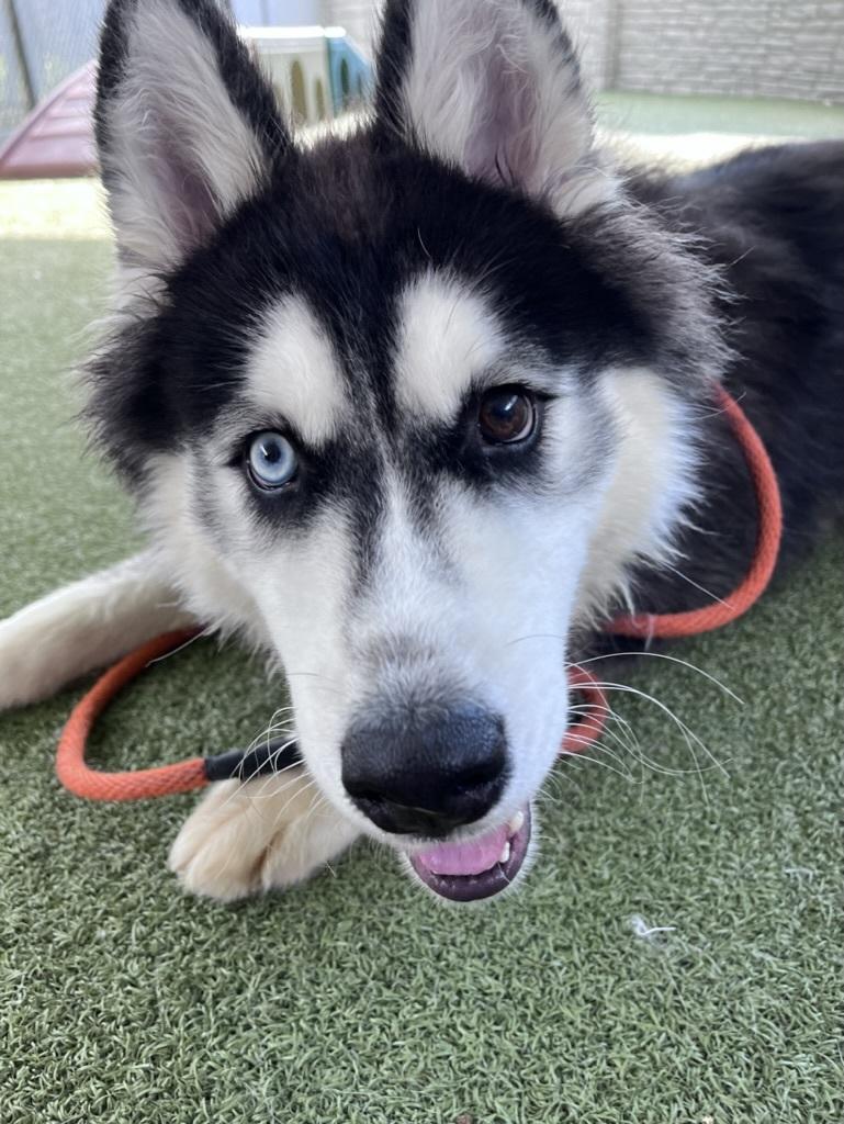 Enlarge Ruffian, a Adopted Siberian Husky in Cottonwood Heights, UT image 2/6