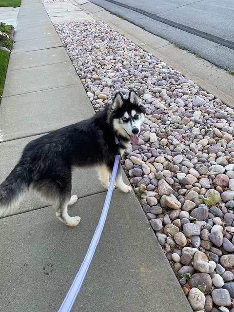 Enlarge Ruffian, a Adopted Siberian Husky in Cottonwood Heights, UT image 3/6