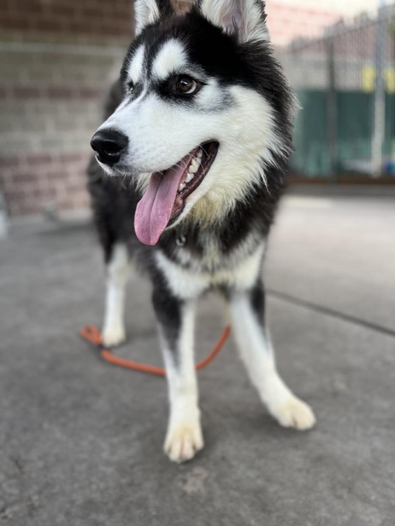 Enlarge Ruffian, a Adopted Siberian Husky in Cottonwood Heights, UT image 5/6
