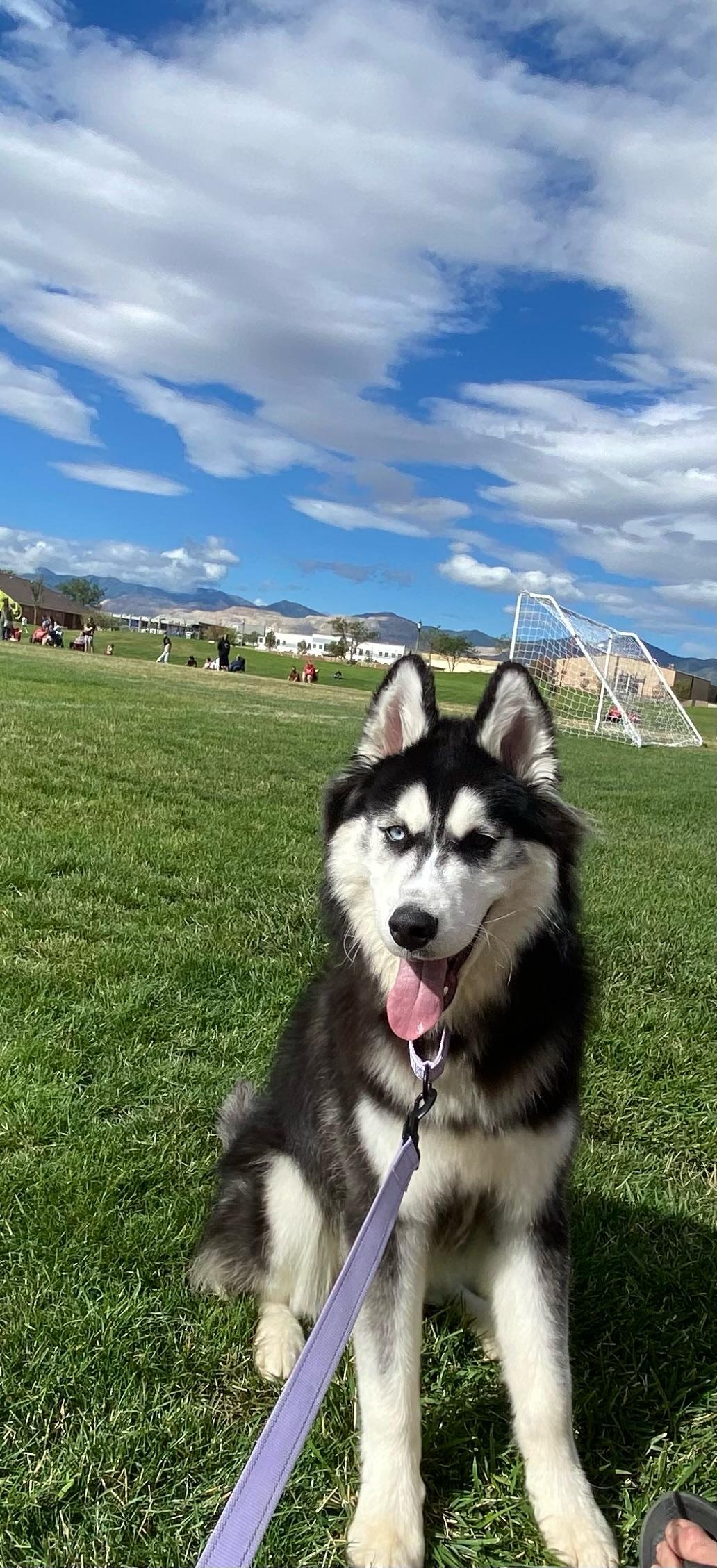 Enlarge Ruffian, a Adopted Siberian Husky in Cottonwood Heights, UT image 6/6