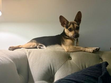 Super Sniffer- OFFSITE IN FOSTER HOME, Adoptable, Adult Male Mixed Breed.