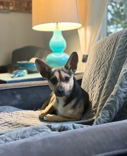 Super Sniffer- OFFSITE IN FOSTER HOME, a Adoptable Mixed Breed in Stanwood, WA image 2/2