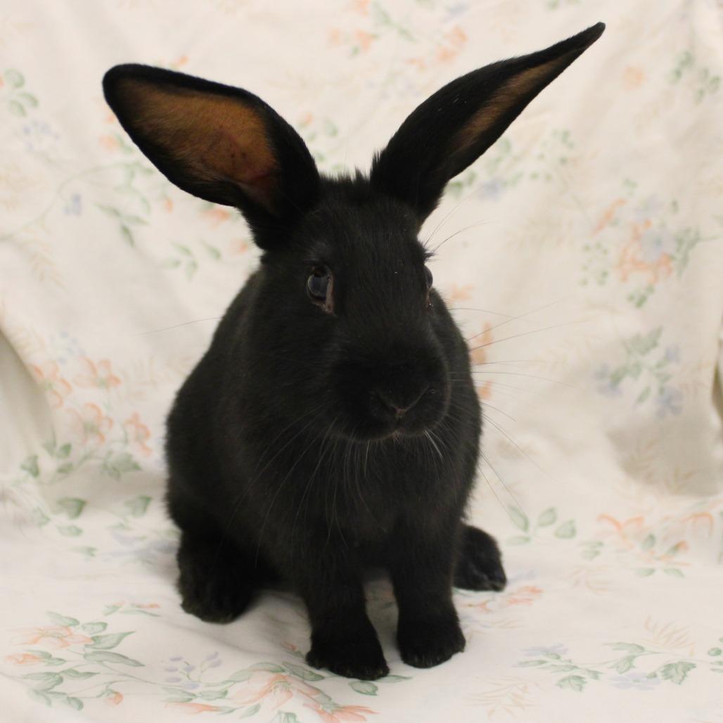 Enlarge Mini Smoke, a Adoptable mixed breed in Champaign, IL image 1/1