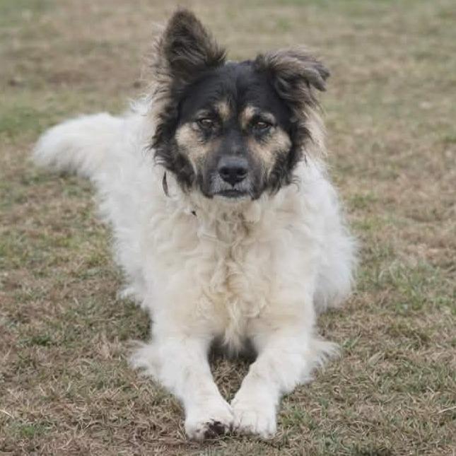 NY Max (Foster in Pawling NY), a Adoptable mixed breed in Pawling, NY image 2/6