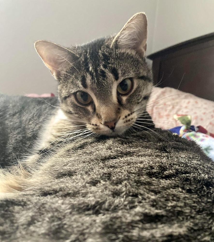 Enlarge Elvira, a Adoptable Domestic Short Hair in Chicago, IL image 1/6