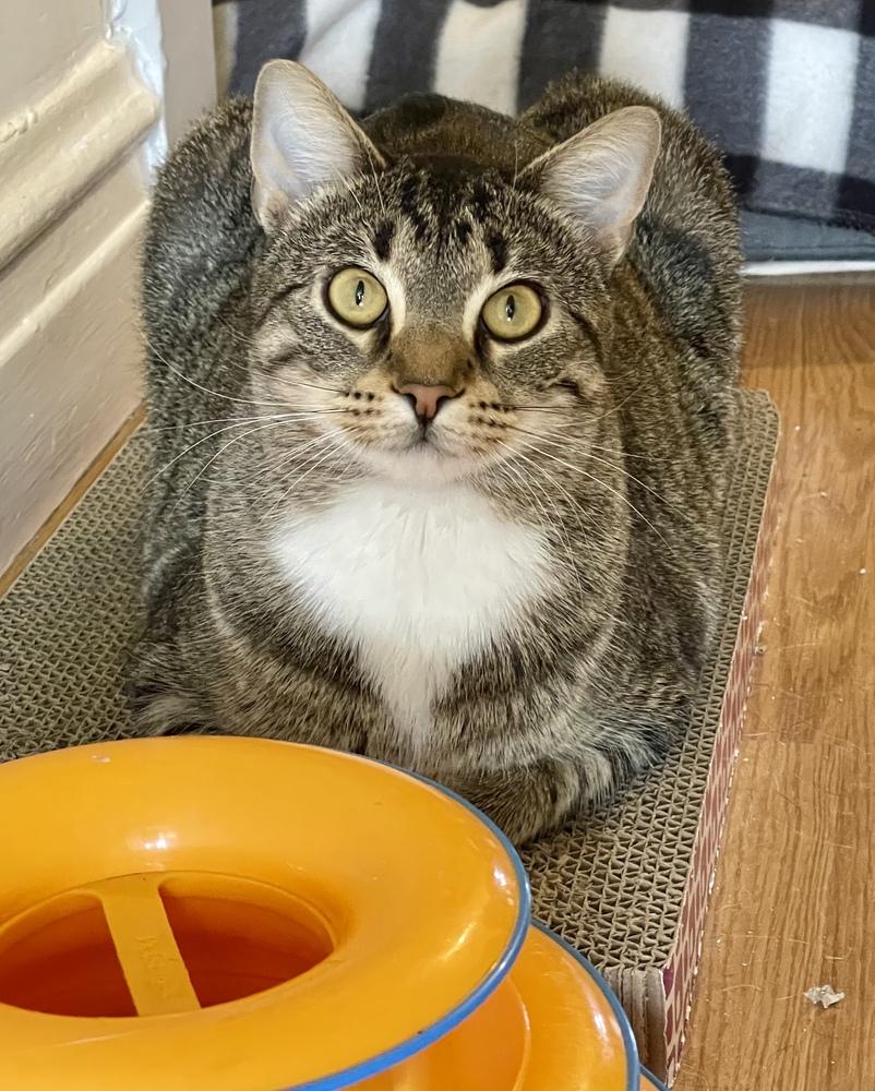 Enlarge Elvira, a Adoptable Domestic Short Hair in Chicago, IL image 2/6