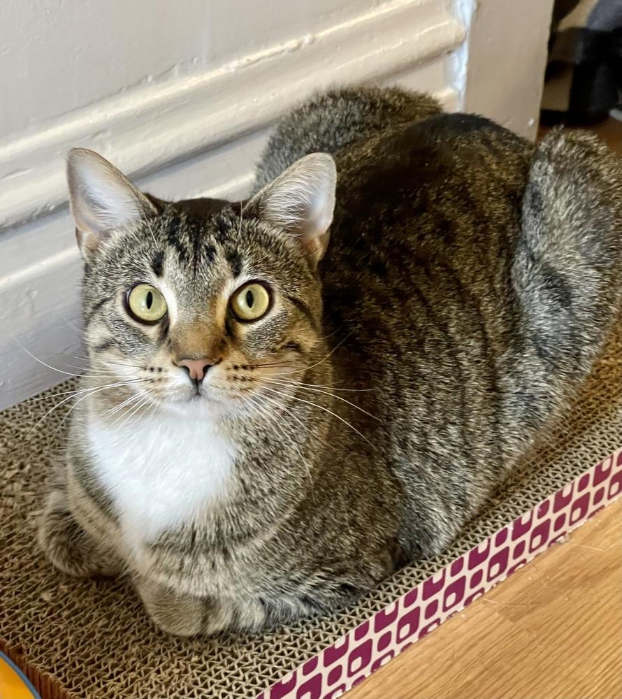 Enlarge Elvira, a Adoptable Domestic Short Hair in Chicago, IL image 3/6